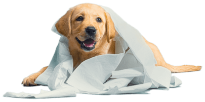 identidad scott cachorro scott